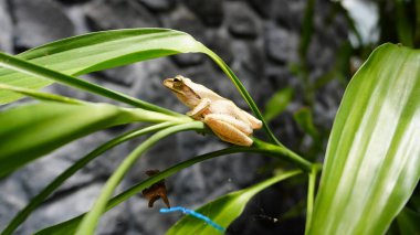 yaprak üzerinde oturan kurbağa