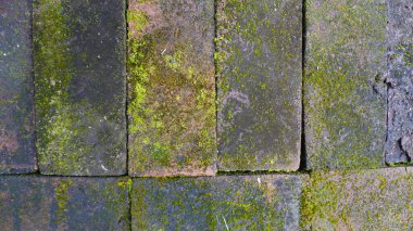 texture detail of moist moss on aligned bricks clipart