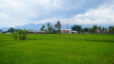 manzaralı pirinç tarlaları muz ve hindistan cevizi ağaçları dağ ve mavi gökyüzü zeminine karşı