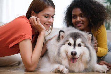 Şirin Sibiryalı Husky köpeği olan mutlu, çok ırklı kadın çift evde birlikte vakit geçiriyorlar.