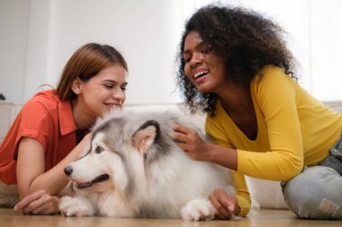 Şirin Sibiryalı Husky köpeği olan mutlu, çok ırklı kadın çift evde birlikte vakit geçiriyorlar.