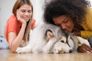 Şirin Sibiryalı Husky köpeği olan mutlu, çok ırklı kadın çift evde birlikte vakit geçiriyorlar.