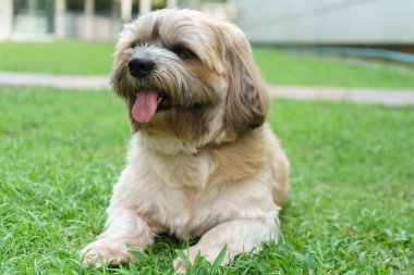 Küçük Köpek parkta oynuyor ve dinleniyor.