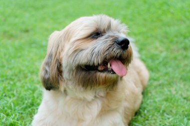 Küçük Köpek parkta oynuyor ve dinleniyor.