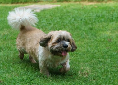 Küçük Köpek parkta oynuyor ve dinleniyor.