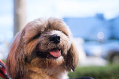 Shih tzu Küçük köpek hayvan parkında ve köpek süpermarketinde rahatlıyor..