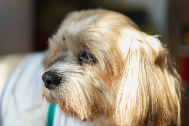 Evde uzanmış küçük köpek suratını kapat..