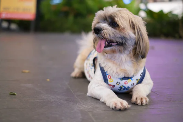 Shih tzu Small dog enjoy relaxing in pet park and dog supermarket.