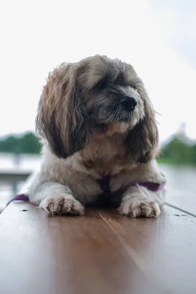 Shih Tzu small dog enjoy to travel in nature outdoor.