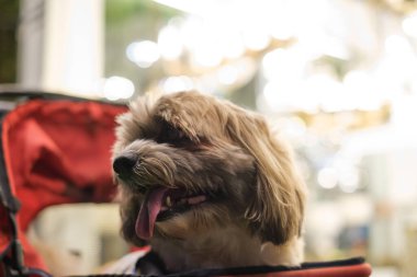 Shih tzu Küçük köpek hayvan parkında ve köpek süpermarketinde rahatlıyor..