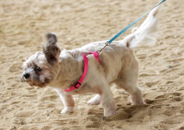 Küçük Köpek parkta oynuyor ve dinleniyor.