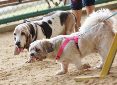 Küçük Köpek parkta oynuyor ve dinleniyor.