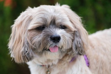 Küçük Köpek parkta oynuyor ve dinleniyor.