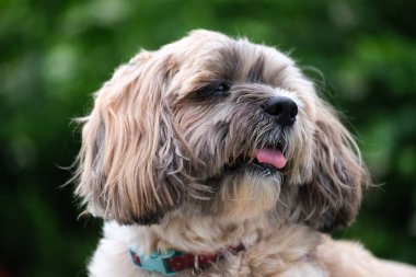 Küçük Köpek parkta oynuyor ve dinleniyor.