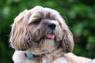 Küçük Köpek parkta oynuyor ve dinleniyor.