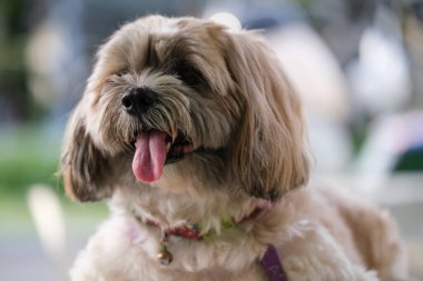 Küçük Köpek parkta oynuyor ve dinleniyor.