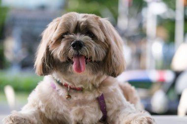 Küçük Köpek parkta oynuyor ve dinleniyor.