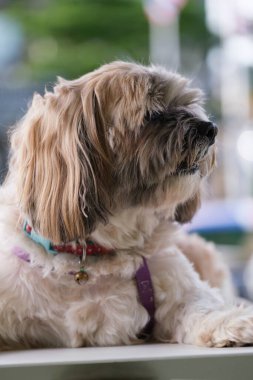 Küçük Köpek parkta oynuyor ve dinleniyor.