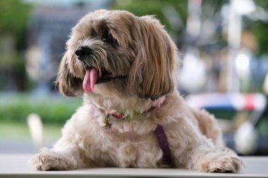 Küçük Köpek parkta oynuyor ve dinleniyor.