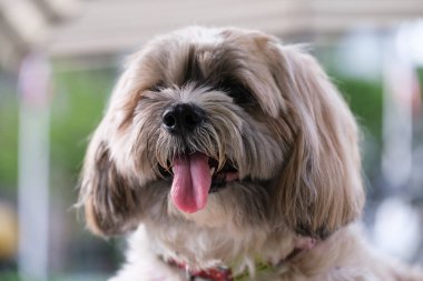 Küçük Köpek parkta oynuyor ve dinleniyor.