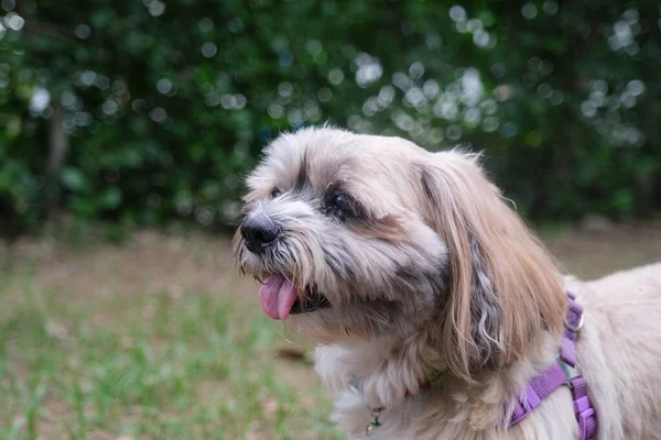 Mały Pies Relaksuje Się Bawi Parku — Zdjęcie stockowe