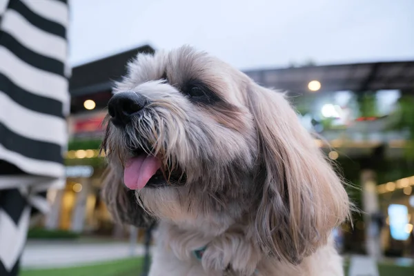 Shih tzu Small dog enjoy relaxing in pet park and dog supermarket.