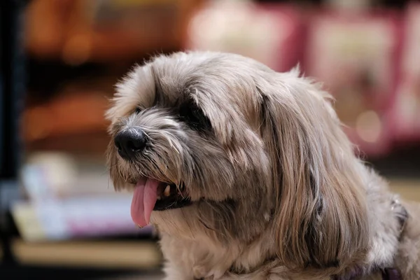 Shih tzu Küçük köpek hayvan parkında ve köpek süpermarketinde rahatlıyor..