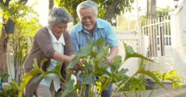 İki Asyalı yaşlı çift sulama bitkisiyle eğleniyor ve bahçedeki bitkileri kesiyorlar. .