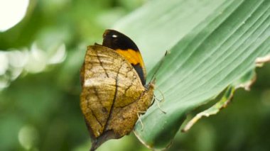 Tropikal bahçedeki ağaçtaki kelebeği kapat.