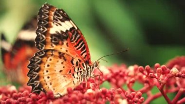 Tropikal bahçedeki ağaçtaki kelebeği kapat.