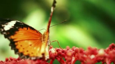 Tropikal bahçedeki ağaçtaki kelebeği kapat.