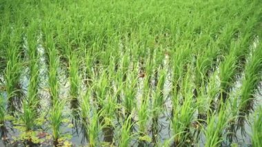 Tarlada çeltik pirinç 