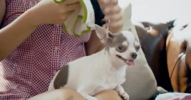 Genç bayan evde küçük köpeğiyle oynayıp eğleniyor..