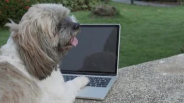 Shitzu köpeği bahçede defterin üzerinde oturuyor..