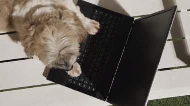 Shitzu köpeği bahçede defterin üzerinde oturuyor..