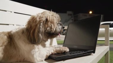 Shitzu köpeği bahçede defterin üzerinde oturuyor..