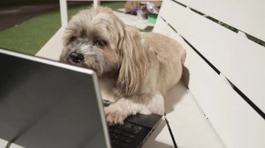 Shitzu köpeği bahçede defterin üzerinde oturuyor..