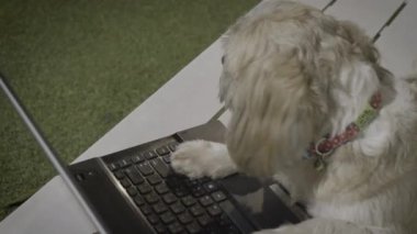 Shitzu köpeği bahçede defterin üzerinde oturuyor..