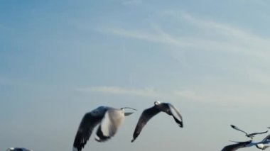 Yavaş yavaş martı gökyüzünde uçar ve yemek yer..