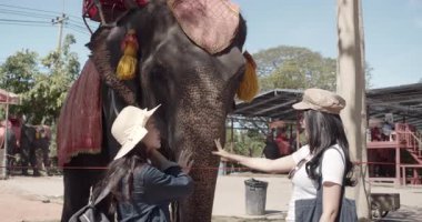 Asyalı kadın turistler fil kamplarını ziyaret ediyor ve Ayutthaya 'da fillere biniyorlar..
