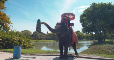 Asyalı kadın turistler fil kamplarını ziyaret ediyor ve Ayutthaya 'da fillere biniyorlar..