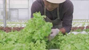 Hidrofonik çiftlikte çalışan genç Asyalı çiftçi