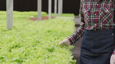 Hidrofonik çiftlikte çalışan genç Asyalı çiftçi