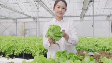 Genç Asyalı bahçıvanın portresi sebze topluyor ve hidrofonik çiftlikte gülümsüyor.