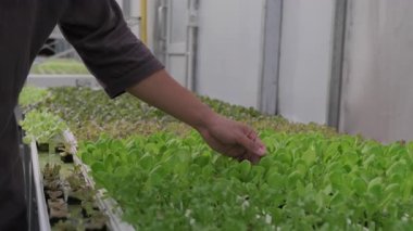 Hidrofonik çiftlikte çalışan genç Asyalı çiftçi