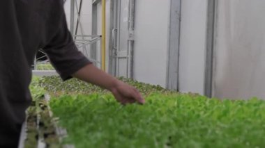 Hidrofonik çiftlikte çalışan genç Asyalı çiftçi