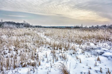 Gün batımında akşam kış manzarası. Karlı alan, arka planda kırağı ile kaplı kamışı.