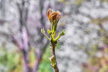 Genç bir kestane ağacına yakın çekim.