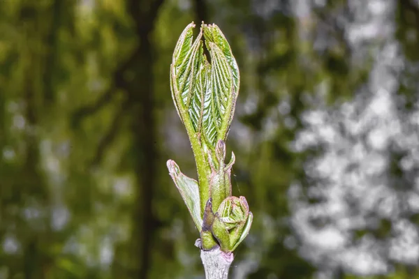 Close Young Chestnut Shoot — Stock Photo, Image