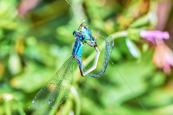 Blue Dragonfly Web Close — Stock Photo, Image
